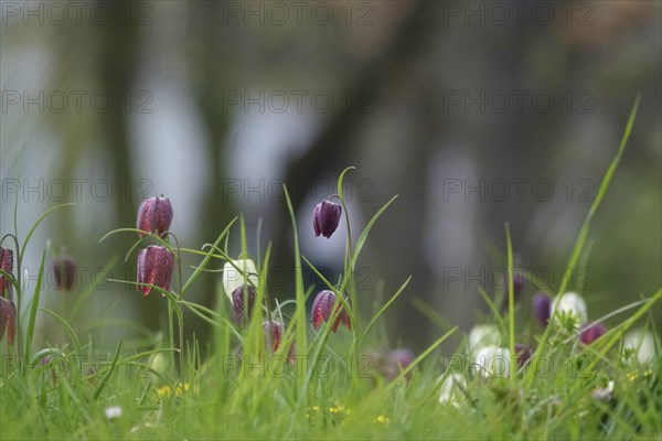 Enchanting chequerboard flowers, April, Germany, Europe