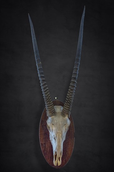 Hunting trophy of an antelope skull on a dark background, shot in 1912 in the former German South West Africa, Mecklenburg-Western Pomerania, Germany, Europe