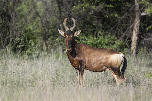 Red hartebeest (Alcelaphus buselaphus caama), Mziki Private Game Reserve, North West Province, South Africa, Africa