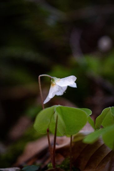 Flowering common wood sorrel (Oxalis acetosella), close-up, Neubeuern, Germany, Europe