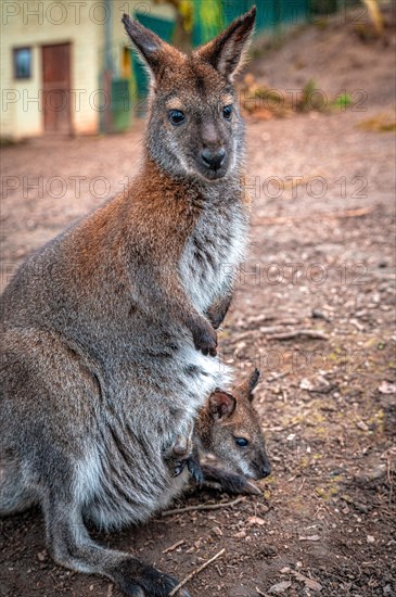 Red-necked wallaby (Macropus rufogriseus) with its offspring in the pouch, Eisenberg, Thuringia, Germany, Europe