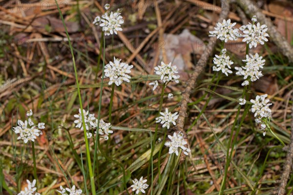 Farmer's mustard several green panicles with open white flowers next to each other