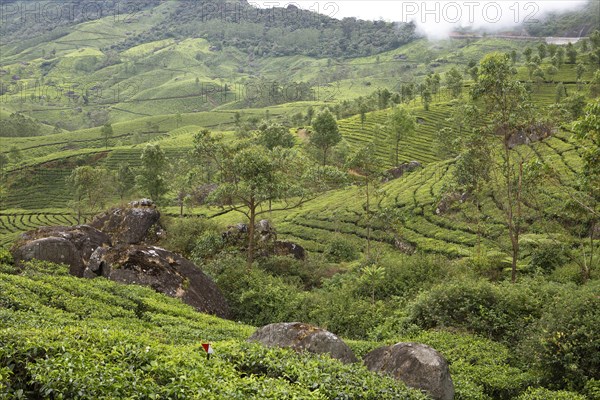 Hilly landscape with tea plantations in the clouds, Munnar, Kerala, India, Asia