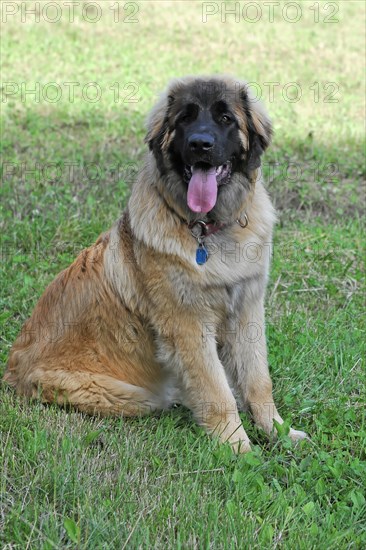 Leonberger dog, Sitting dog with tongue sticking out and collar in a meadow, Leonberger dog, Schwaebisch Gmuend, Baden-Wuerttemberg, Germany, Europe