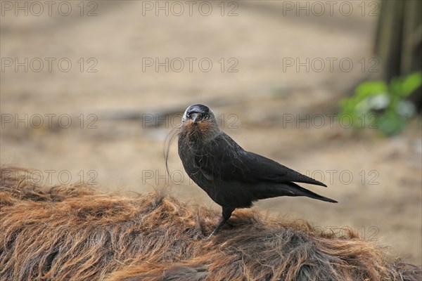 Western jackdaw (Corvus monedula), pulls tufts of hair from the donkey's back for nest building