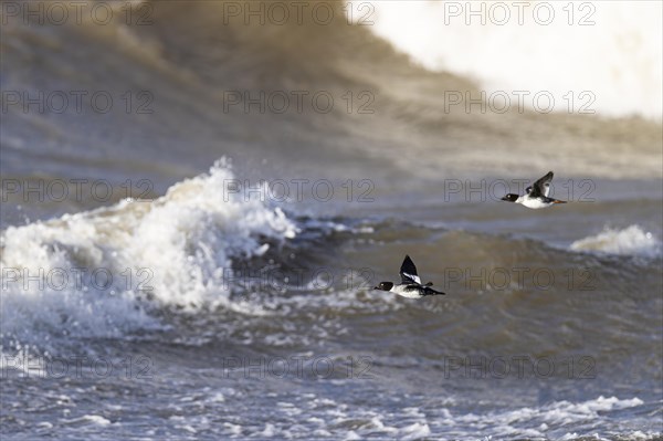 Common goldeneye (Bucephala clangula), two adult females in flight over surf, Laanemaa, Estonia, Europe