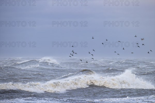 Greater scaup (Aythya marila), small flock in flight over turbulent sea, Laanemaa, Estonia, Europe