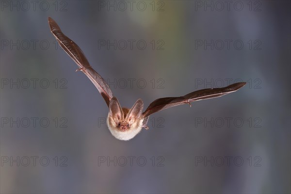 Brown long-eared bat (Plecotus auritus) flying out of its winter quarters, Brandenburg, Germany, Europe