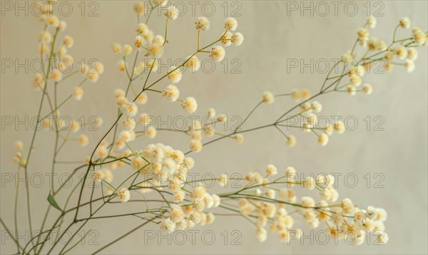 A detailed shot of Mimosa stems arranged in a vase AI generated