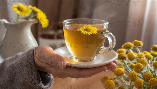 A warming tea with coltsfoot flowers is held in the hand, medicinal plant coltsfoot, Tussilago farfara, KI generated, AI generated
