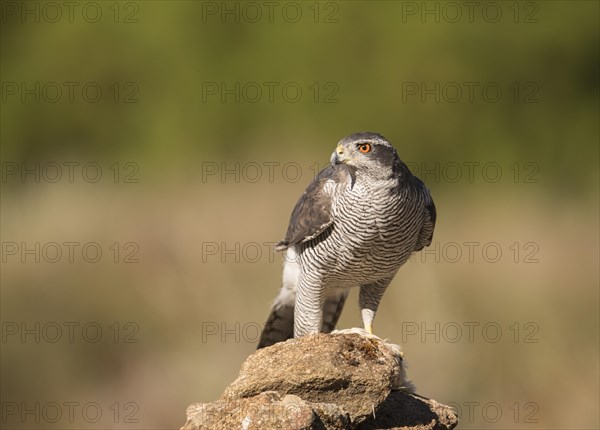 Northern goshawk (Accipiter gentilis), Extremadura, Castilla La Mancha, Spain, Europe