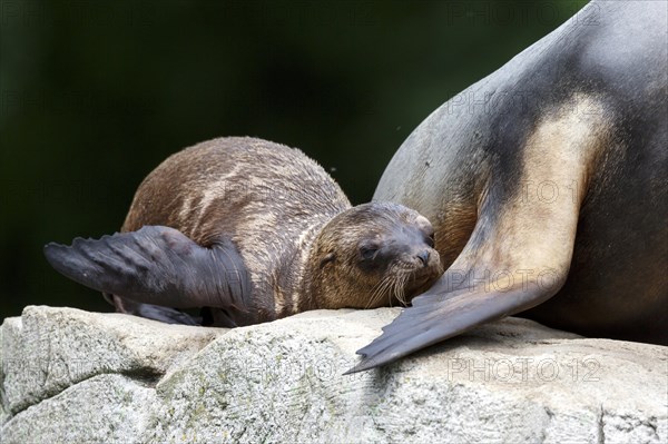 California sea lion (Zalophus californianus), An adult sea lion and a juvenile showing love and bonding while cuddling on a rock