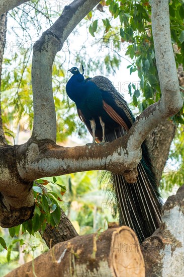 Indian male peacock perched on a tree in a botanical garden