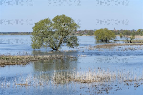Willow (Salix) standing in the water, behind Doemitz, Elbe meadows, floodplain landscape, UNESCO Biosphere Reserve River Landscape ELBE, Mecklenburg-Western Pomerania, Germany, Europe