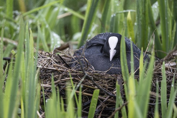 Common coot (Fulica atra) on the nest, Lower Saxony, Germany, Europe