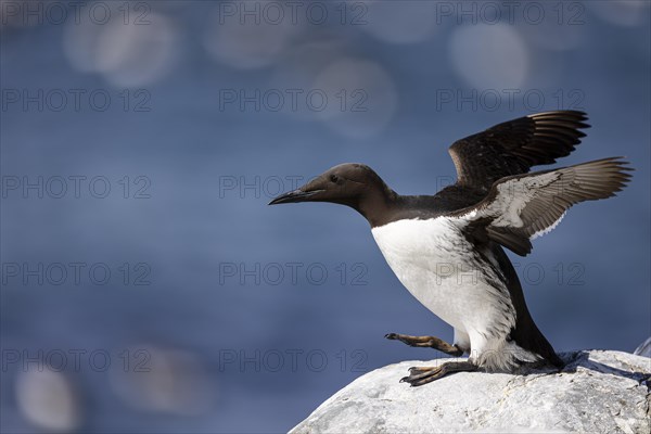 Common guillemot (Uria aalge) flapping its wings shortly in front of take-off, Hornoya Island, Vardo, Varanger, Finnmark, Norway, Europe