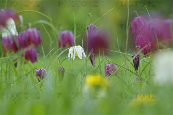 Charming chequerboard flower, spring, Germany, Europe