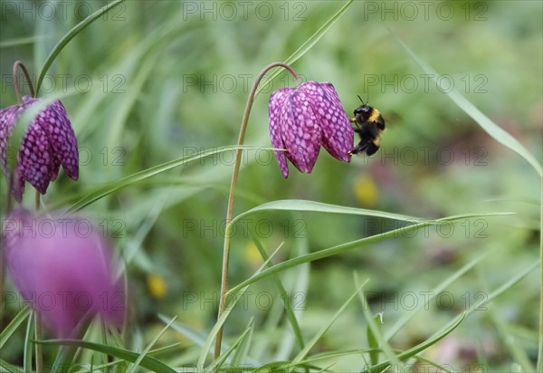 Charming chequerboard flower, spring, Germany, Europe