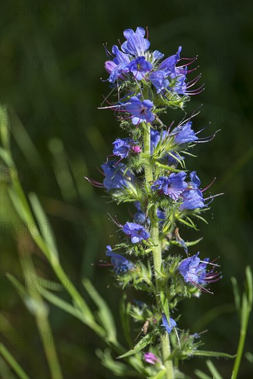 Flowering blue viper's bugloss (Echium vulgare), Mecklenburg-Western Pomerania, Germany, Europe