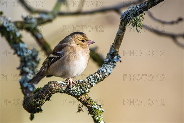 Female of Chaffinch, Fringilla coelebs, bird in forest at winter sun