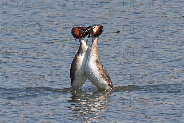 Great crested grebe two adult birds with water plants as a bridal gift in water with mirror image standing facing each other