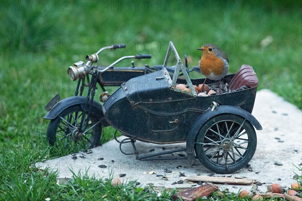 Robin on motorbike standing on stone slab in green grass looking from front left
