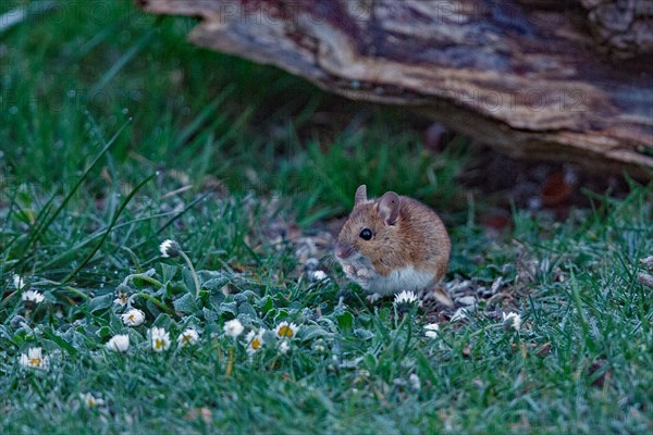 Wood mouse in green grass next to daisy standing left looking in front of tree trunk