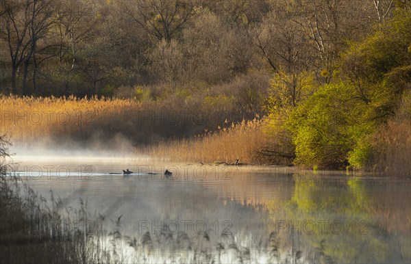 Red deer (Cervus elaphus), swimming, water, fog, morning mood, Lower Austria