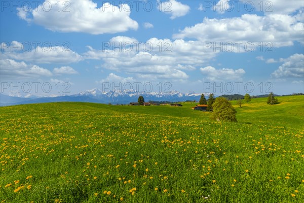 Common dandelion (Taraxacum sect. Ruderalia) in spring, meadow near Rieden am Forggensee, Ostallgaeu, Allgaeu, Bavaria, Germany, Europe