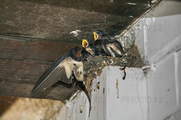 Barn Swallow (Hirundo rustica), young, nest