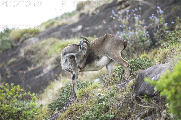 Nilgiri tahr (Nilgiritragus hylocrius, until 2005 Hemitragus hylocrius) or endemic goat species in Eravikulam National Park, Kannan Devan Hills, Munnar, Kerala, India, Asia