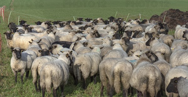 Black-headed domestic sheep (Ovis gmelini aries) waiting in the pen in front of the new pasture, Mecklenburg-Vorpommern, Germany, Europe