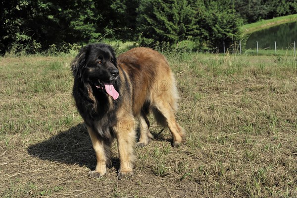 Leonberger Hund, A playful dog on a summery meadow under a blue sky, Leonberger Hund, Schwaebisch Gmuend, Baden-Wuerttemberg, Germany, Europe