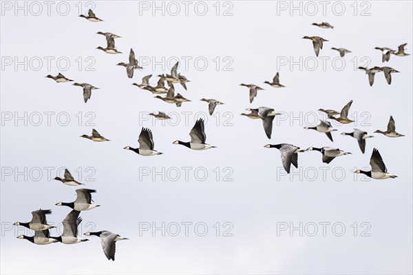 Barnacle goose (Branta leucopsis) and wigeon (Anas penelope), mixed flock in flight, Laanemaa, Estonia, Europe