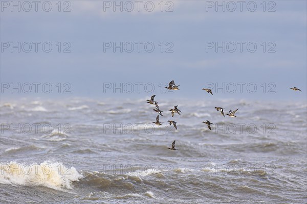 Eurasian wigeon (Anas penelope), small flock in flight over turbulent sea, Laanemaa, Estonia, Europe