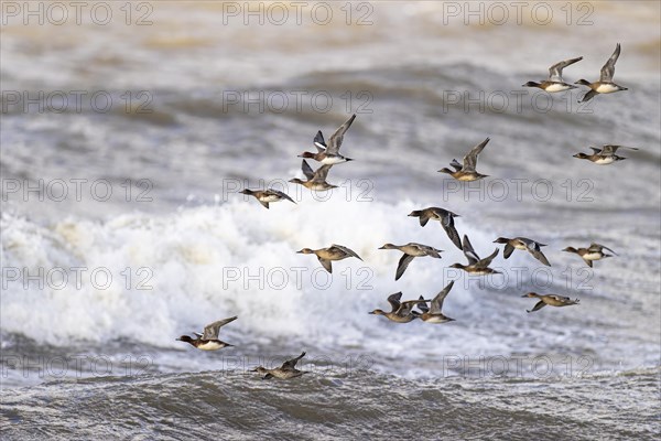 Eurasian wigeon (Anas penelope) and gadwall (Anas strepera), small flock in flight, Laanemaa, Estonia, Europe