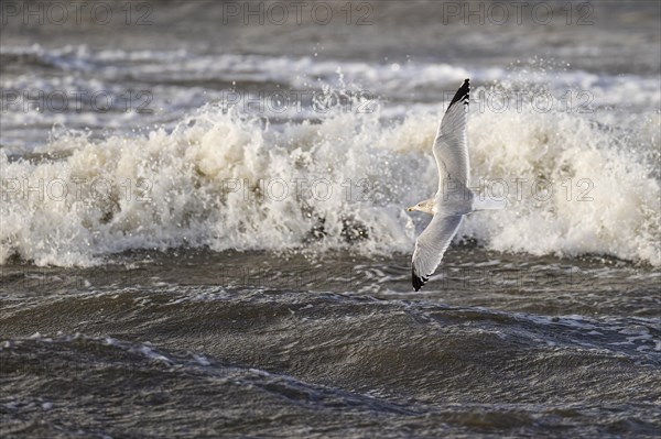 Lesser black-backed gull (Larus fuscus) in flight over surf, Laanemaa, Estonia, Europe