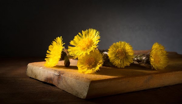 Coltsfoot flowers depicted on a wooden board with soft shadows in a blurred mood, medicinal plant coltsfoot, Tussilago farfara, KI generated, AI generated