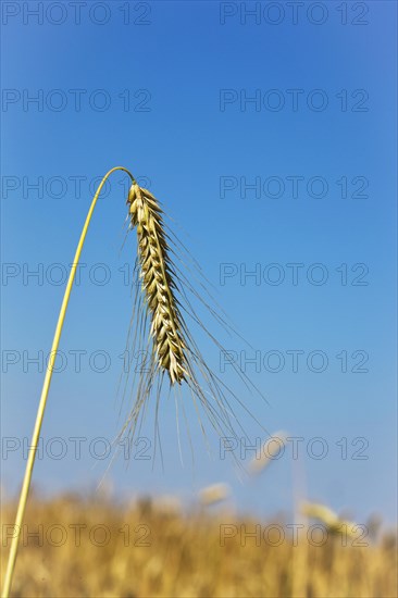 Ear of rye, cereal grain, East Frisia, Germany, Europe