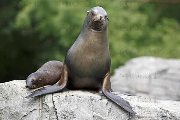 California sea lion (Zalophus californianus), An adult sea lion and a juvenile relaxing together on a rock