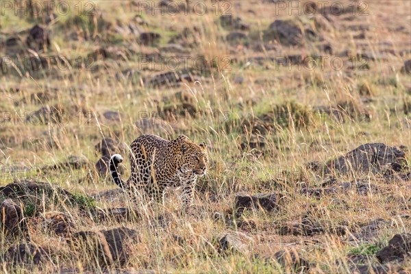 Leopard (Panthera pardus) walking in the grass on a savanna in Africa, Maasai mara national reserv, Kenya, Africa