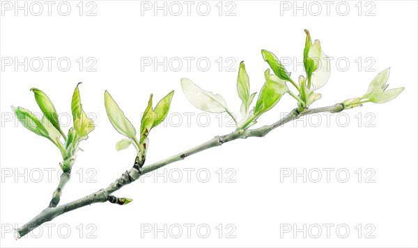 Tree sprout with coins growing from its buds, watercolor illustration on white background AI generated