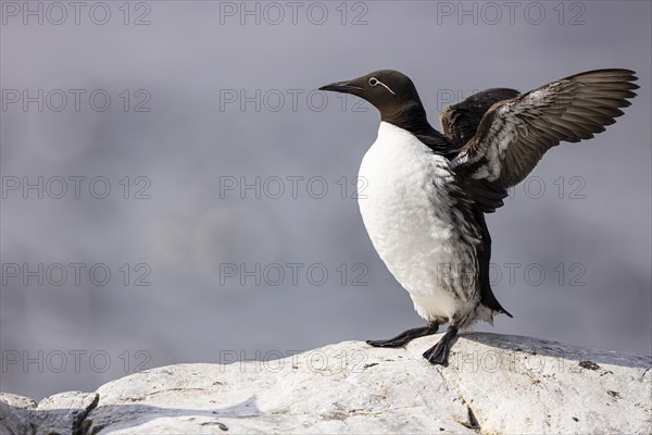 Common guillemot (Uria aalge) flapping its wings, Hornoya Island, Vardo, Varanger, Finnmark, Norway, Europe