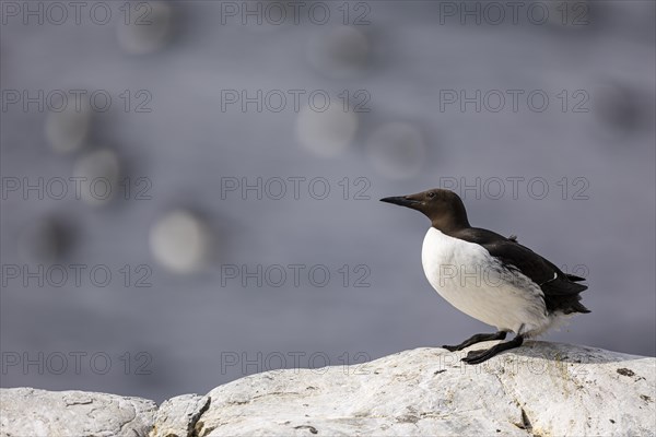 Common guillemot (Uria aalge), adult bird sitting on a white rock and looking upwards, Hornoya Island, Vardo, Varanger, Finnmark, Norway, Europe