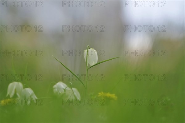 Charming chequerboard flower, spring, Germany, Europe