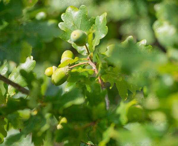 Several green acorns, unripe fruits of the common oak (Quercus pedunculata) or summer oak or english oak (Quercus robur) on an oak leaf branch in the sunlight, oak leaves, Niederhaverbeck, hike to Wilseder Berg, nature reserve, Lueneburg Heath nature park Park, Lower Saxony, Germany, Europe