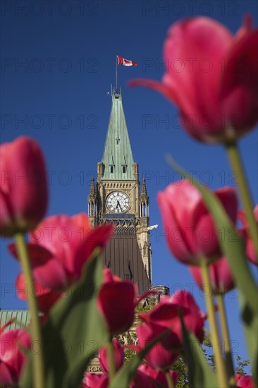Close-up of Peace Tower with clock face through red Tulipa, Tulips in spring, Parliament Hill, Ottawa, Ontario, Canada, North America