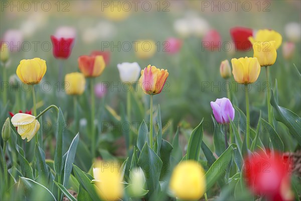 Colourful sea of tulips with splashes of yellow, red, purple and white