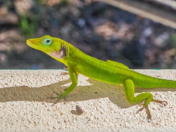 Jardin Botaniqu de Deshaies, botanical garden with flora and fauna in Guadeloupe, Caribbean, French Antilles