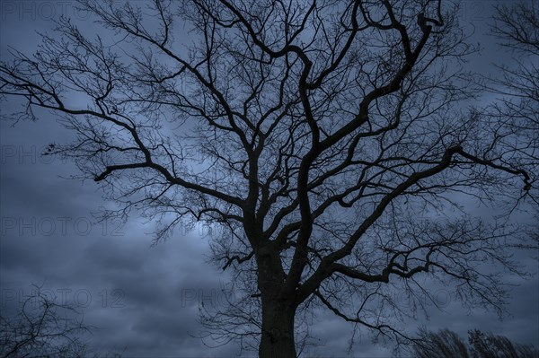 Dramatic, ghostly, oak tree (Quercus) silhouetted against the rainy sky, Mecklenburg-Vorpommern, Germany, Europe